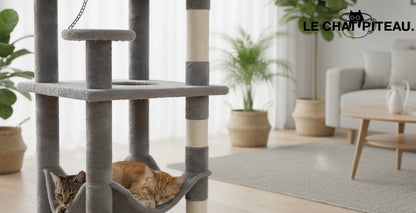 LE CLASSIQUE - L'ARBRE QUI PASSE PARTOUT